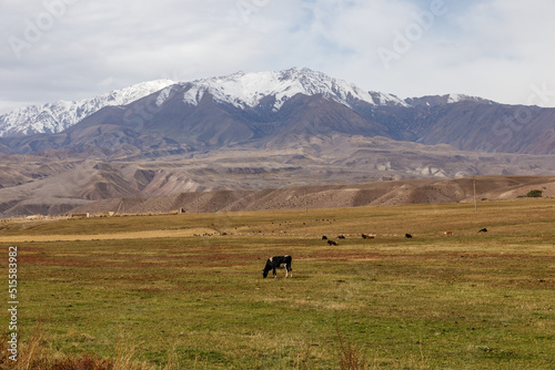 Cow grazing in a pasture near snow-capped mountains. Cattle on a pasture in Kyrgyzstan