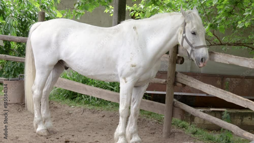 white horse animal in zoo club.activities for kids.cute animal tied with rope from wooden bard of yard.horse lovers,close up 4k real time. white horse animal in zoo club.activities for kids.cute animal tied with rope from wooden bard of yard.horse lovers,close up 4k real time.