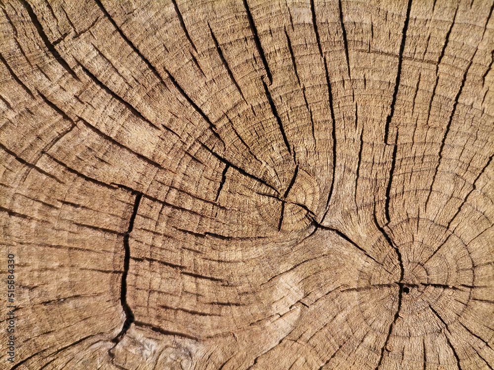 Fototapeta premium Detalle de un tronco cortado