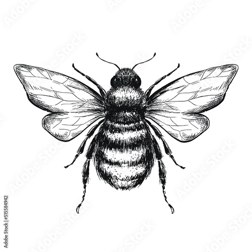 Tablou canvas Sketch bee on white background