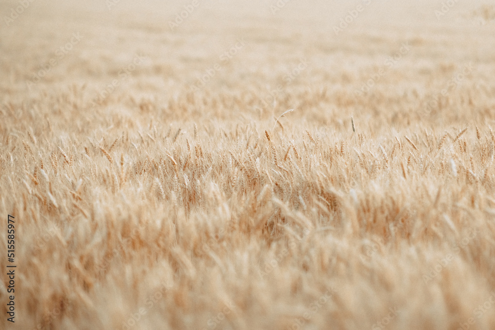 Spikelets of wheat in Ukraine, harvesting during the war Spikelets of wheat in Ukraine, harvesting during the war