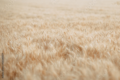 Spikelets of wheat in Ukraine, harvesting during the war