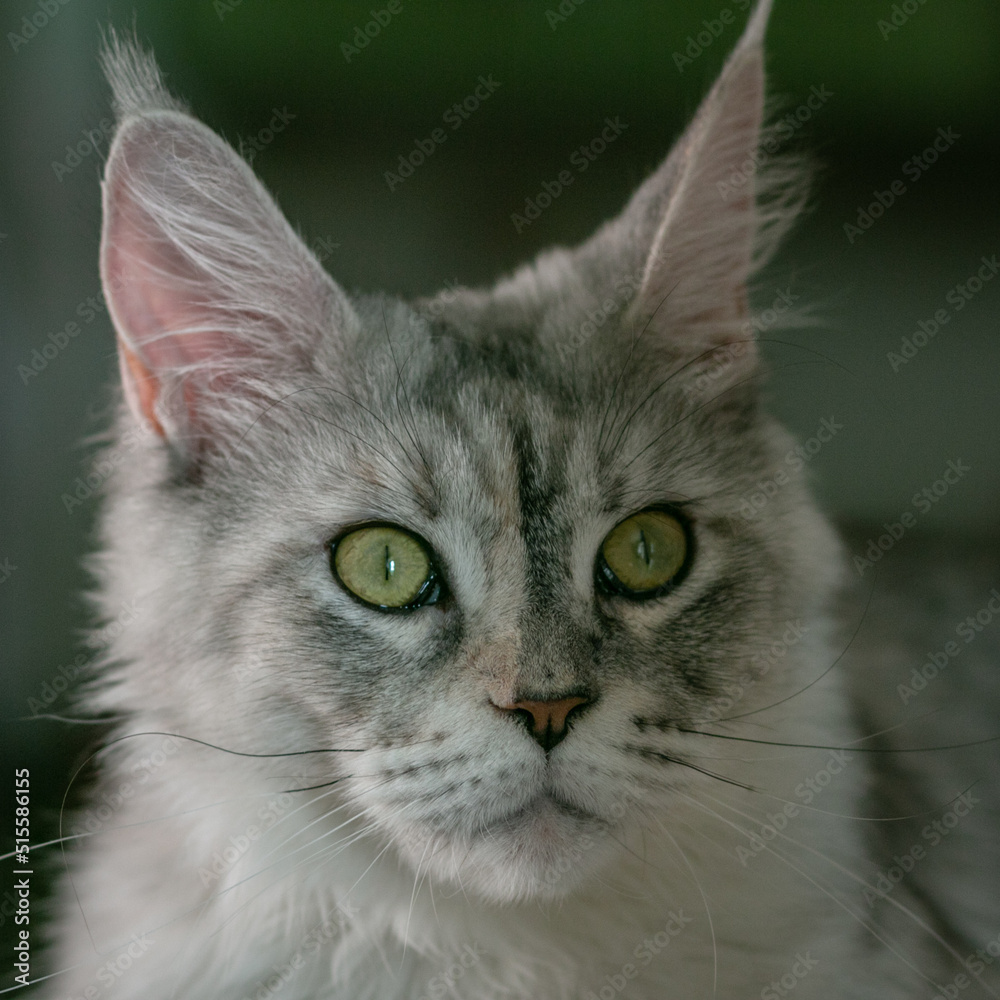 Portrait of a beautiful Maine Coon cat with green eyes. Close-up.