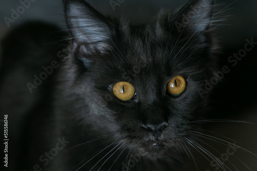 Fototapeta Naklejka Na Ścianę i Meble -  Portrait of a young black charming Maine Coon cat with orange eyes. Close-up. Beautiful long-haired Maine Coon cat.