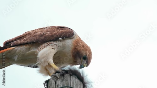 A red-tailed hawk sitting on a telephone pole eating a black squirrel in an urban downtown area. photo