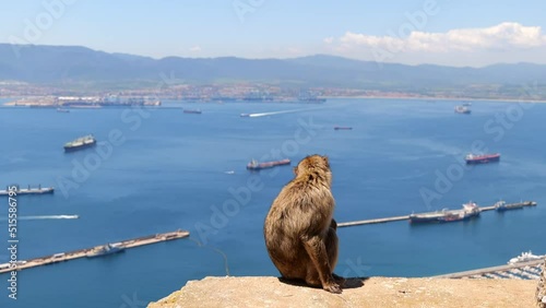 one of the monkeys near Gibraltar sitting on the rock with the ocean and harbor in the background