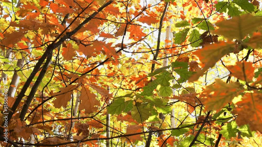 Beautiful autumn deciduous forest with yellow and red leaves, slow motion camera. Beautiful autumn deciduous forest with yellow and red leaves, slow motion camera.