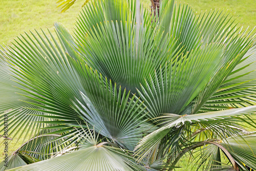 palm tree leaves