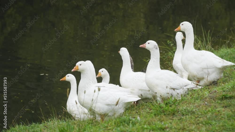 A proud gaggle of nine white geese sitting by a river bank waiting A proud gaggle of nine white geese sitting by a river bank waiting