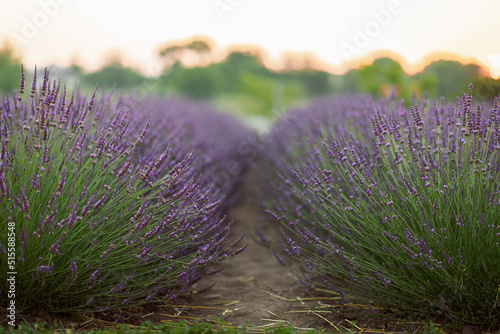 huge lavender field of beautiful flowers in Ukraine