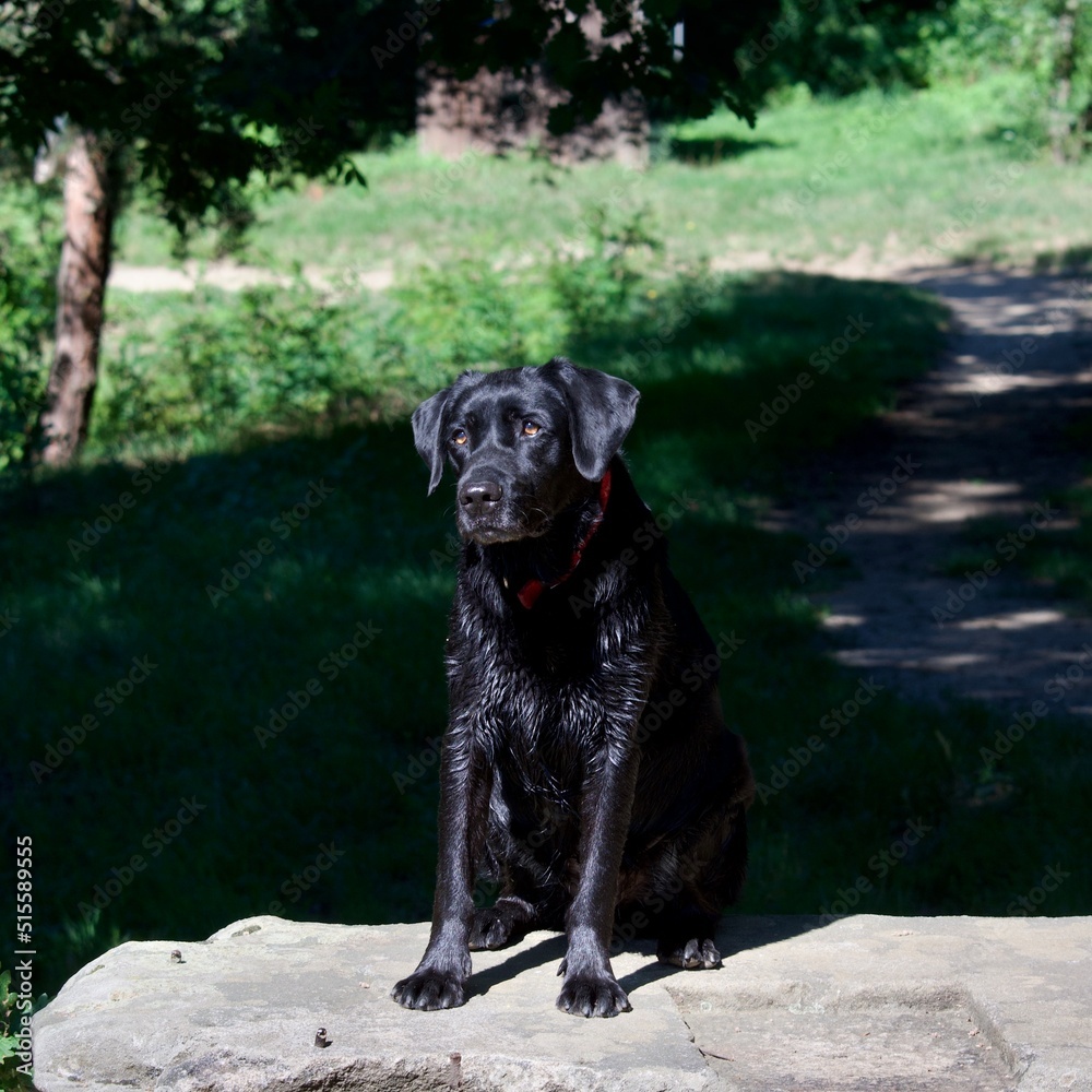 Portrait of a beautiful, wet black labrador dog dreaming in the distance. He is sitting on an old stone bench in the summer sun in the French countryside near Lyon.