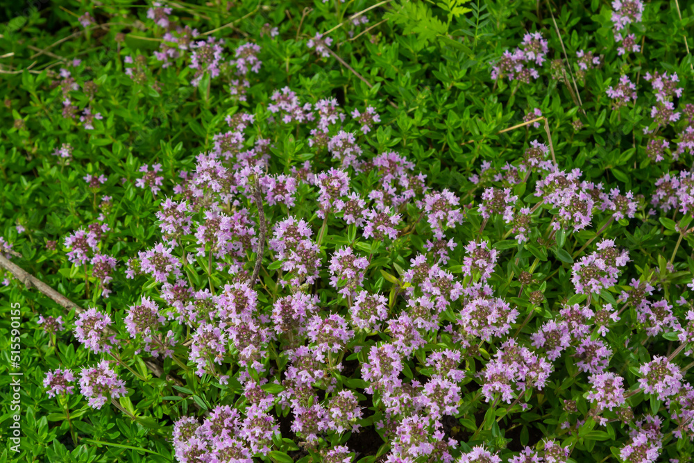 The macrophoto of herb Thymus serpyllum, Breckland thyme. Breckland wild thyme, creeping thyme, or elfin thyme blossoms close up. Natural medicine. Culinary ingredient and fragrant spice in habitat