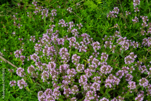The macrophoto of herb Thymus serpyllum, Breckland thyme. Breckland wild thyme, creeping thyme, or elfin thyme blossoms close up. Natural medicine. Culinary ingredient and fragrant spice in habitat