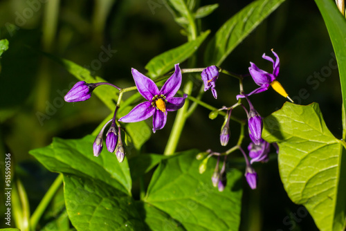 Foto Bittersweet nightshade, Solanum dulcamara, flowers and buds with leaves close up
