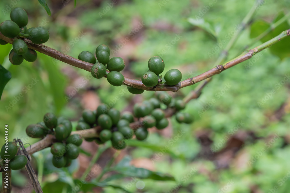 Coffee beans are growing on a plantation in Costa Rica. Coffee beans are growing on a plantation in Costa Rica.