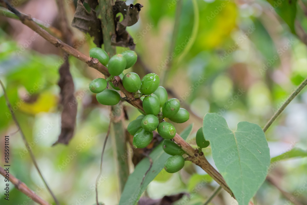 Coffee beans are growing on a plantation in Costa Rica.