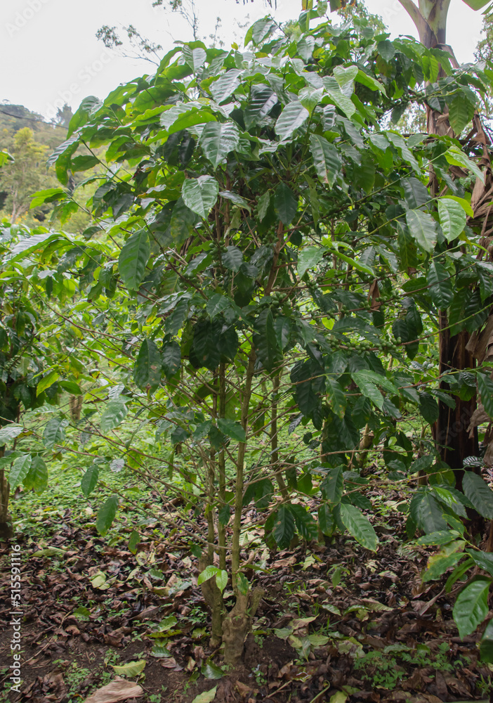 Coffee beans are growing on a plantation in Costa Rica.