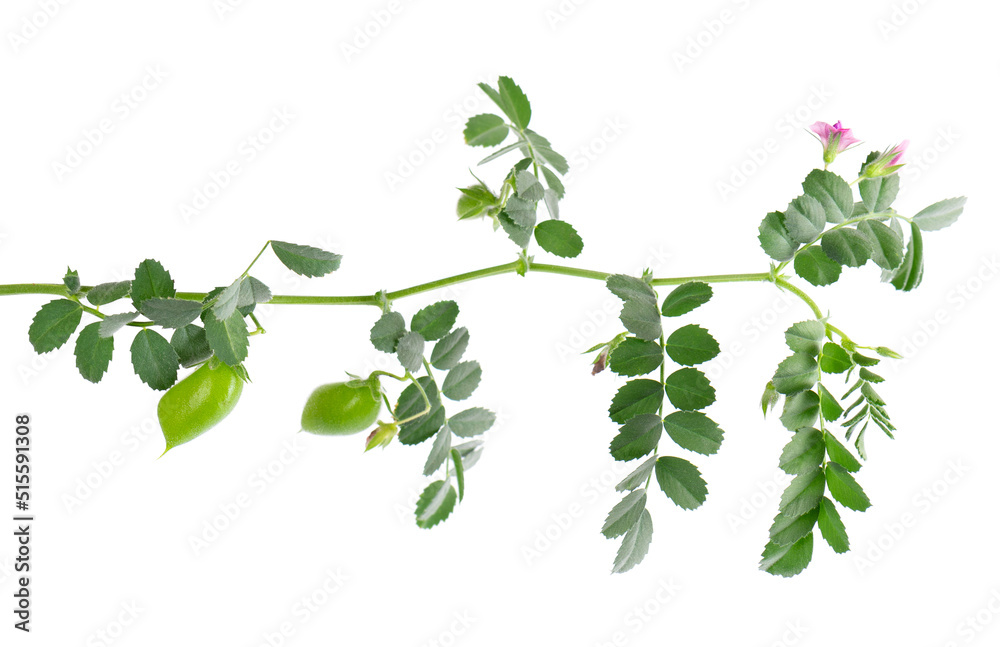 Green chickpeas branch isolated on white background. Chickpea in the pod and flowers.