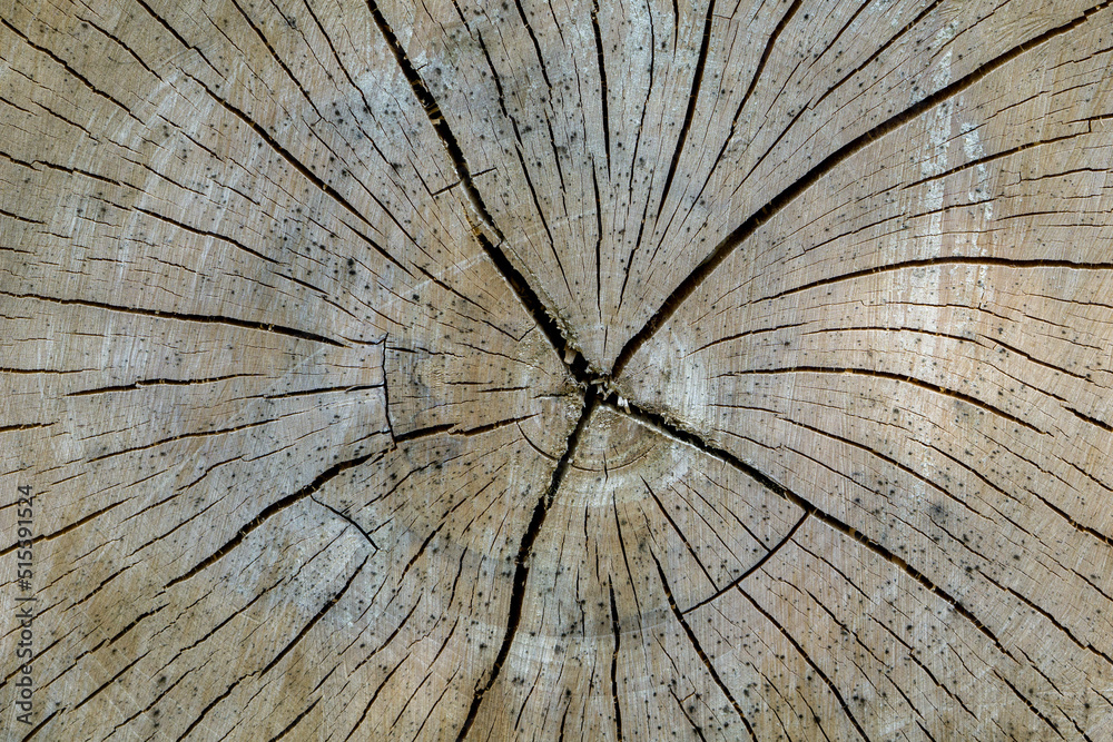 old wood timber background texture 