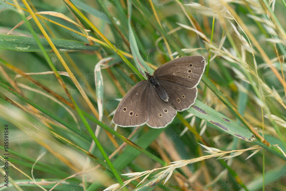 Φωτογραφία ringlet butterfly on green grass