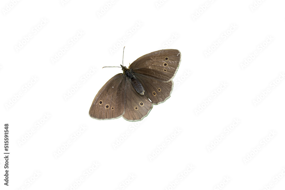 Fotografia ringlet butterfly isolated white background