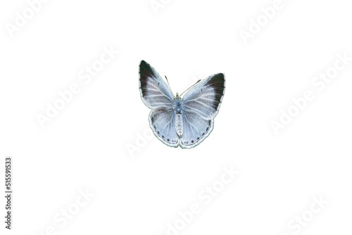 Celastrina argiolus butterfly isolated white background photo