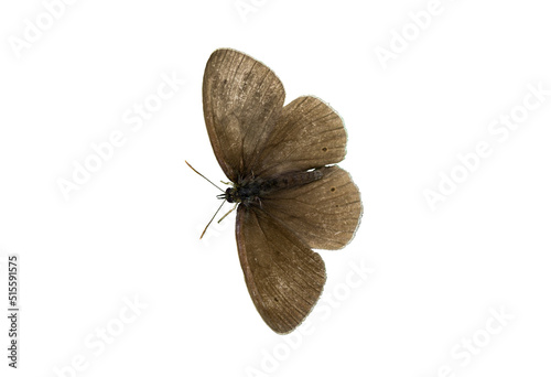ringlet butterfly (Aphantopus hyperantus) isoalted white background photo