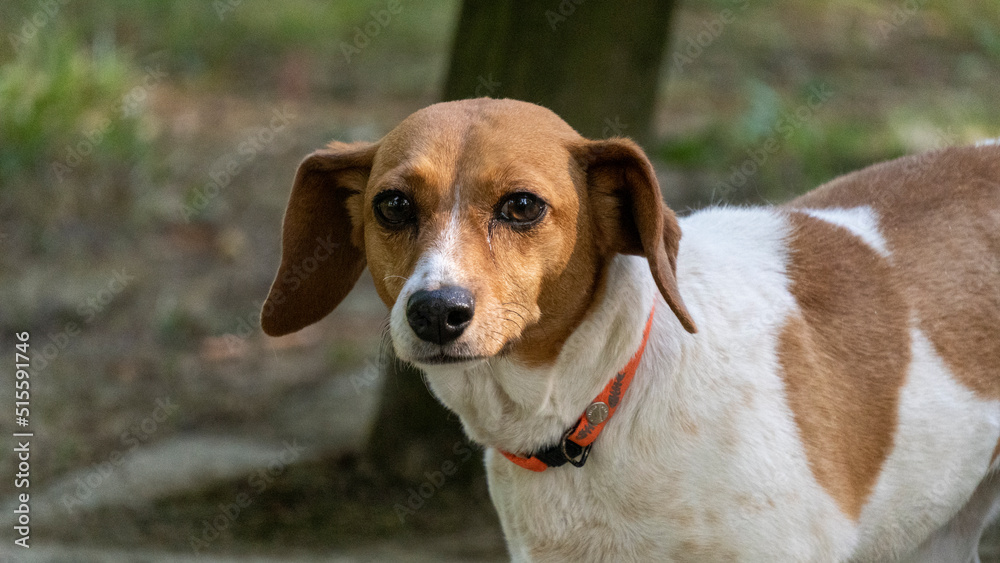 Portrait of an adorable white and ginger Jack Russel Terrier dog outdoors