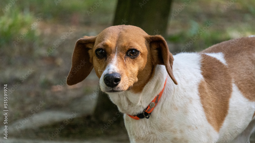 Portrait of an adorable white and ginger Jack Russel Terrier dog outdoors Portrait of an adorable white and ginger Jack Russel Terrier dog outdoors