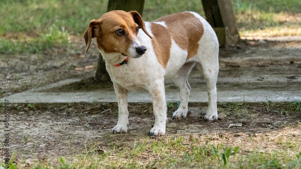 Portrait of an adorable white and ginger Jack Russel Terrier dog outdoors