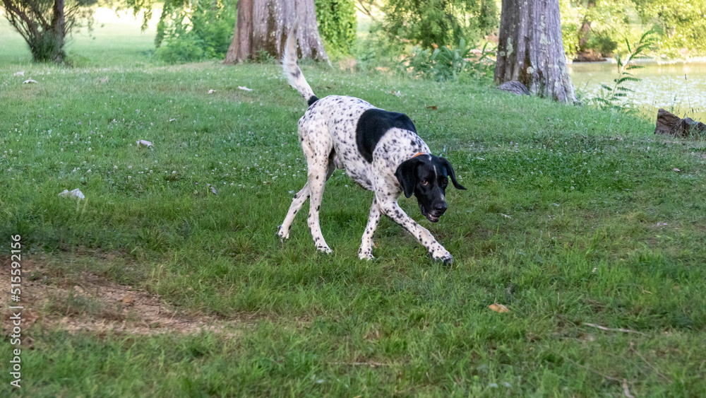 Portrait of a curious black and white hunting dog walking in a green park