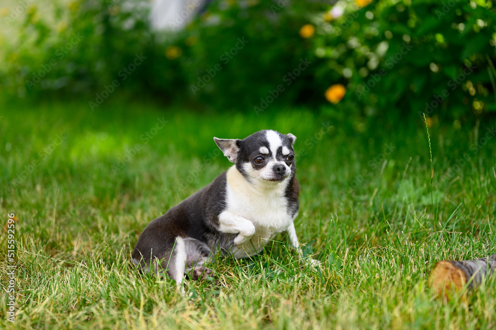 An adult Serious Chihuahua is sitting on Grass Outdoors in Summer Garden. An adult Serious Chihuahua is sitting on Grass Outdoors in Summer Garden.