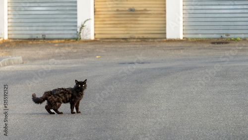 Portrait of a messy black long coat cat on a street, halloween portrait