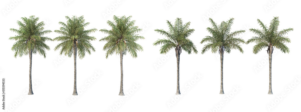 Many trees on a white background