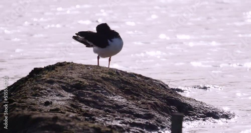 Oystercatcher Haematopus ostralegus preens feathers distinctive call backlit