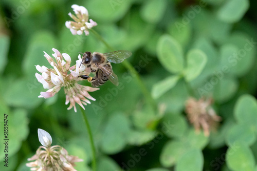 Honigbiene © C. Schüßler