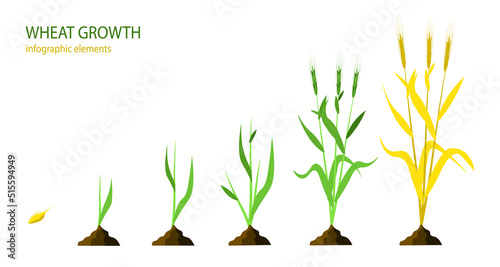 Growth stages of wheat plant. Vector illustration. Agriculture. Wheat life cycle. On white background.