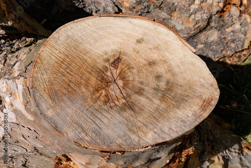 Cracked cut of thick tree branch.