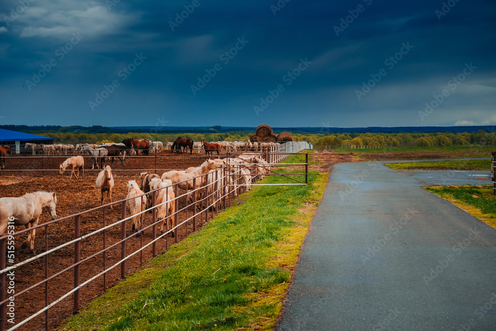Horses on a large farm in Tatarstan, Russia. Horses gazing in a field 