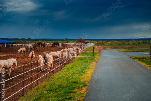 Horses on a large farm in Tatarstan, Russia. Horses gazing in a field 
