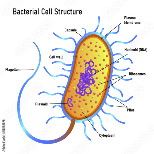Bacterial cell anatomy marking structures on bacillus cell with nucleoid DNA and ribosomes. External structures include the capsule, pili, and flagellum.