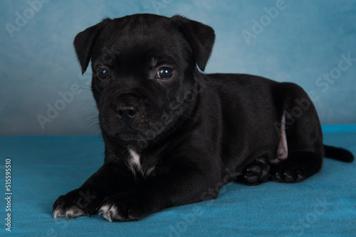 Black male American Staffordshire Terrier dog or AmStaff puppy on blue background