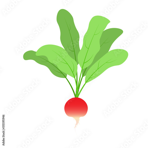 radish isolated on white 