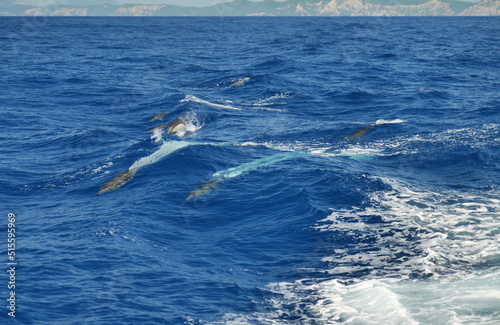 Wunderschöne Delphine nahe Insel Korfu und Insel Antipaxos im ionischen Meer in Griechenland mit Einsatz von Polarisationfilter