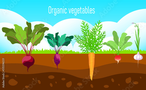 Organic vegetables vector illustration. Health harvest. Graphic decoration of food.