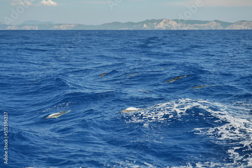 Wunderschöne Delphine nahe Insel Korfu und Insel Antipaxos im ionischen Meer in Griechenland mit Einsatz von Polarisationfilter