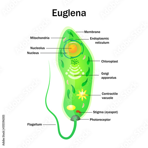 Euglena isolated on white background illustration.  Vector diagram of one celled organism.