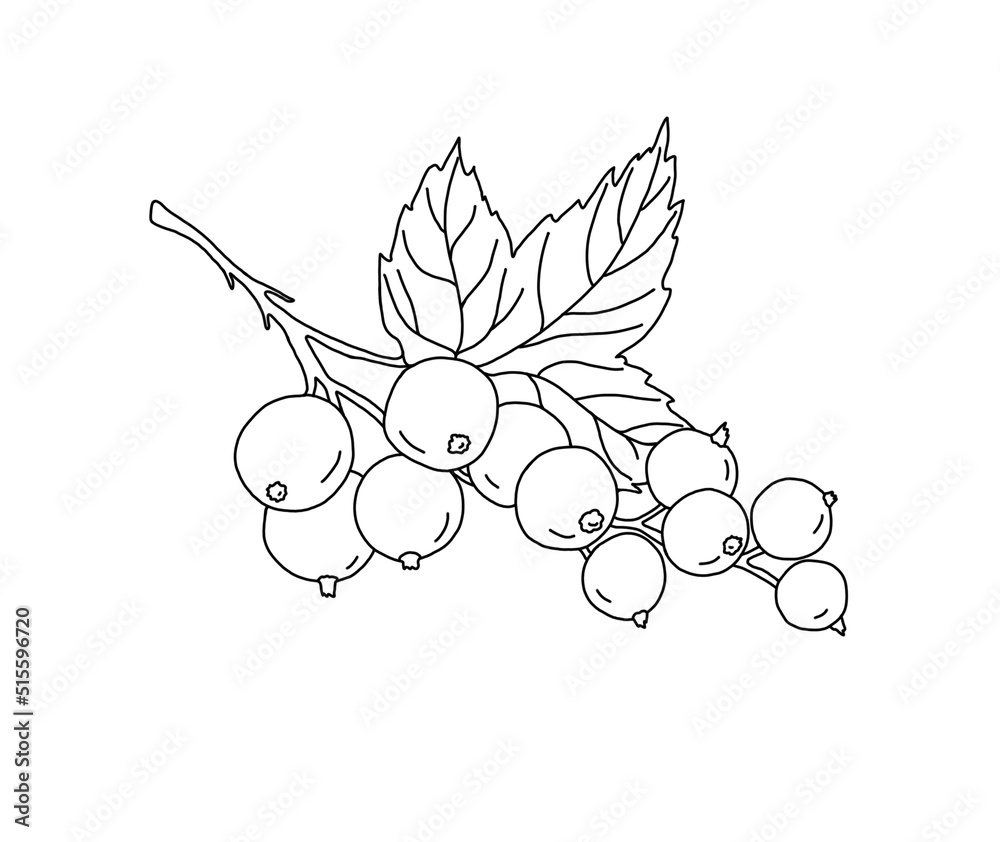 A bunch of black currant berries with a leaf, a simple handdrawn