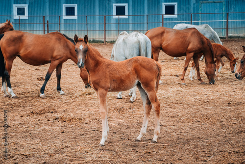 The foal next to the horses. Horses on a large farm in Tatarstan, Russia. Horses gazing in a field 