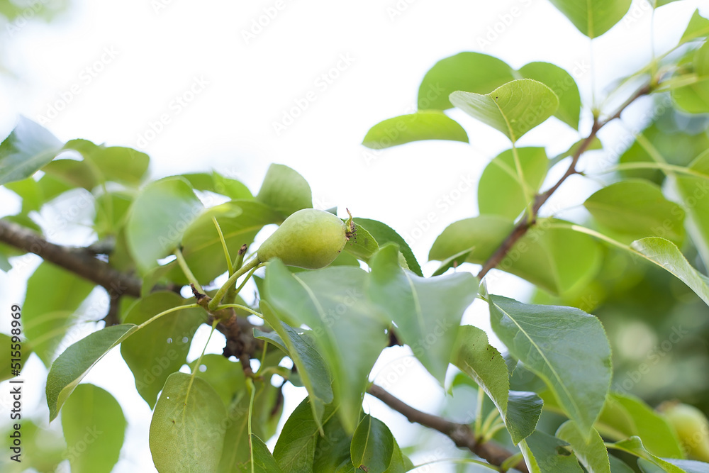 Pear branch with ripe pear fruit. Organic fruits, pesticides free. Summertime. Summertime.